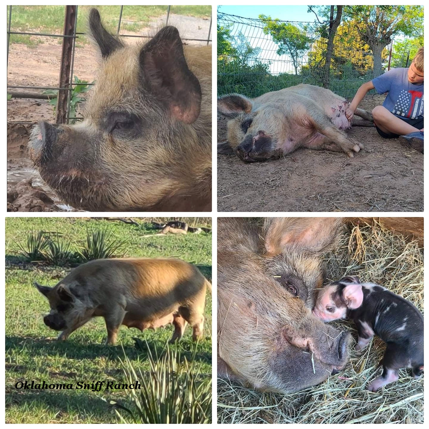 Breed Standard Comparisons Idaho Pasture Pig Registry LLC