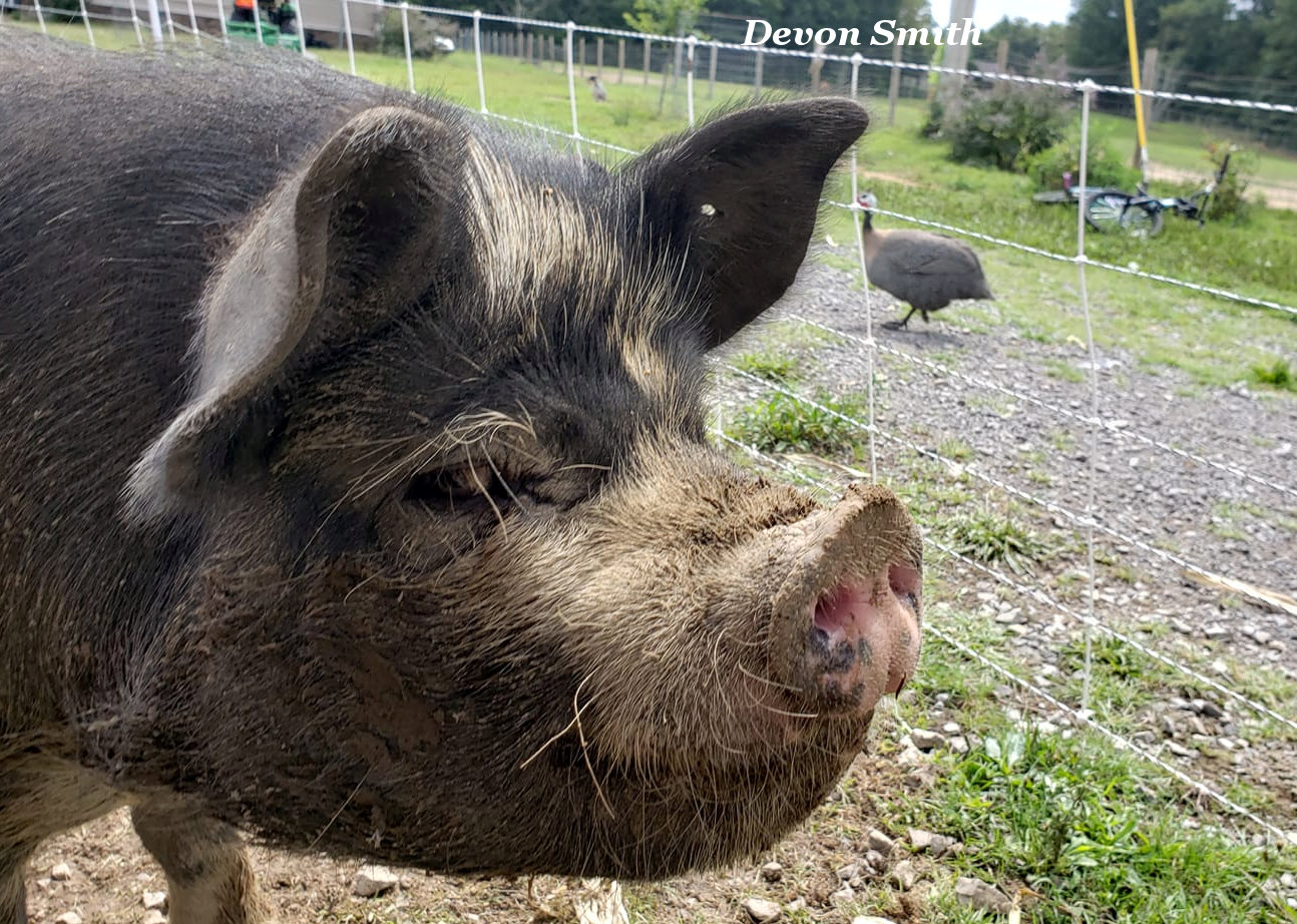 Breed Standard Comparisons Idaho Pasture Pig Registry LLC